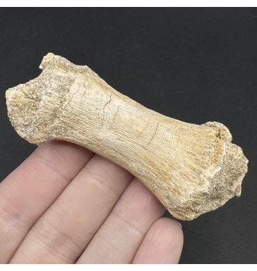 Genuine Cretaceous Mosasaurus Finger Bone from Morocco (SKU V6775):- Mosasaurus sp. indet.