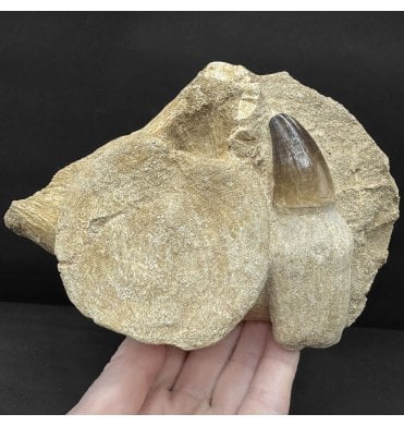 Genuine Cretaceous Mosasaurus Tooth and Plesiosaurus Vertebra from Morocco (SKU V8863):- Talassotitan atrox and Zarafasaura oceanis