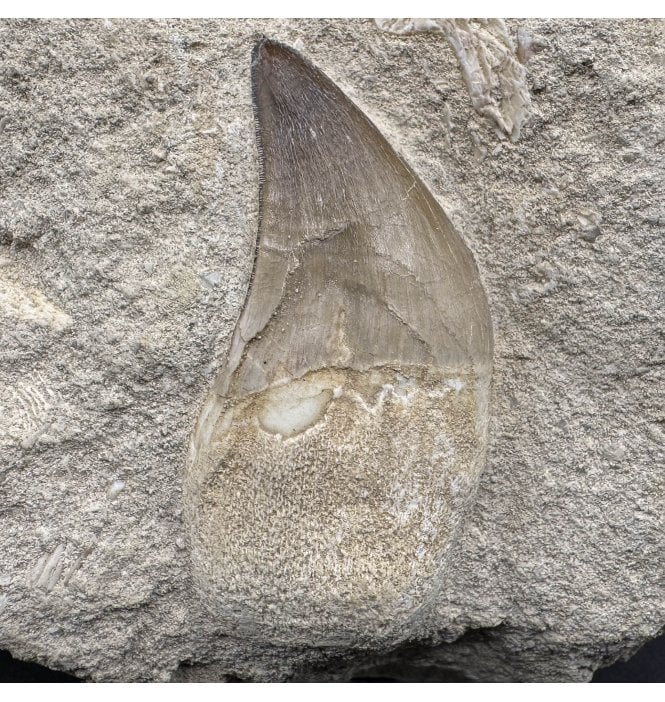 Genuine Cretaceous Mosasaurus Tooth from Morocco (SKU V6831):- Talassotitan atrox