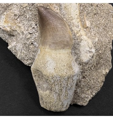 Genuine Cretaceous Mosasaurus Tooth from Morocco (SKU V6833):- Halisaurus arambourgi