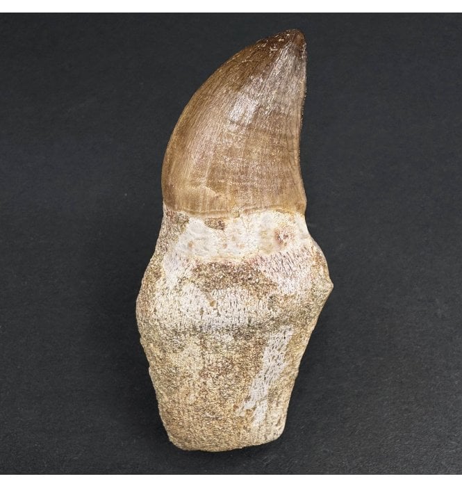 Genuine Cretaceous Mosasaurus Tooth from Morocco (SKU V6834):- Halisaurus arambourgi