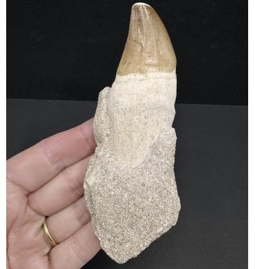 Genuine Cretaceous Mosasaurus Tooth from Morocco (SKU V7223):- Talassotitan atrox