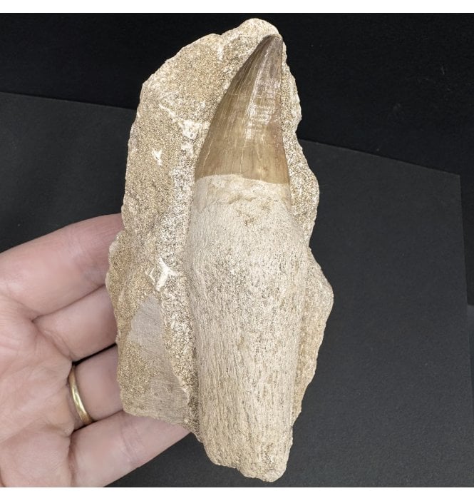 Genuine Cretaceous Mosasaurus Tooth from Morocco (SKU V7532):- Thalassotitan atrox