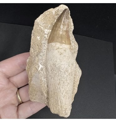 Genuine Cretaceous Mosasaurus Tooth from Morocco (SKU V7532):- Thalassotitan atrox