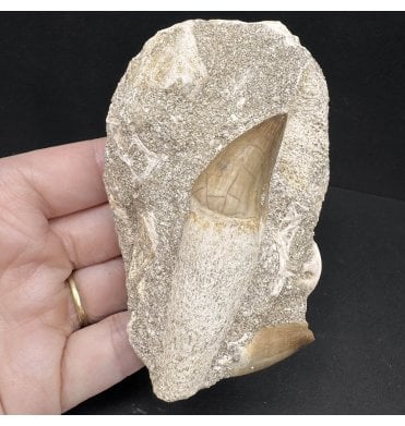Genuine Cretaceous Mosasaurus Tooth from Morocco (SKU V7533):- Thalassotitan atrox