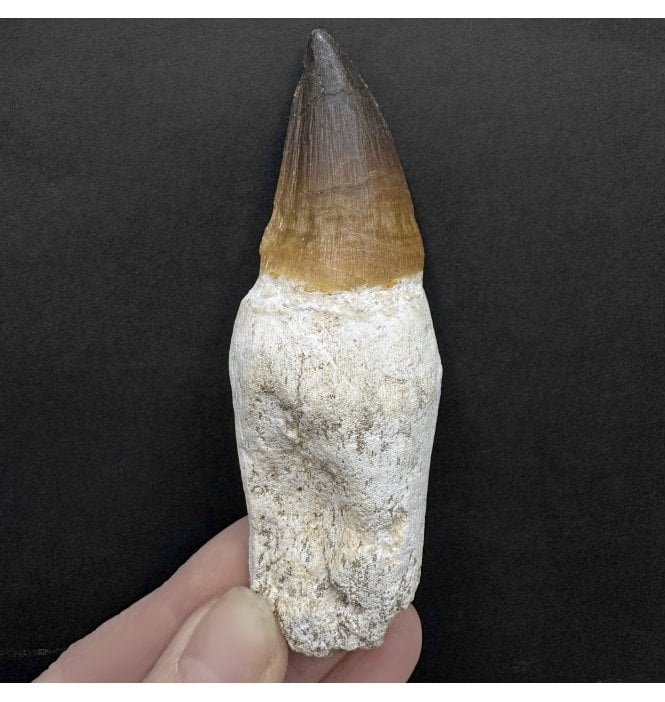 Genuine Cretaceous Mosasaurus Tooth from Morocco (SKU V8217):- Talassotitan atrox