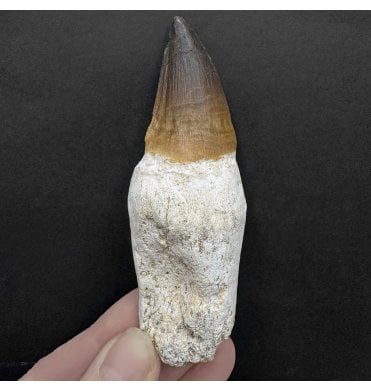Genuine Cretaceous Mosasaurus Tooth from Morocco (SKU V8217):- Talassotitan atrox