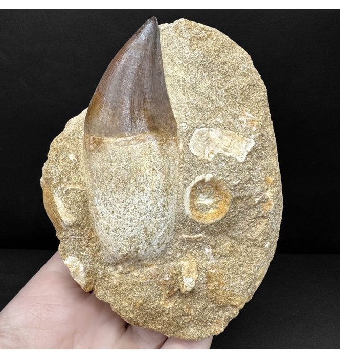 Genuine Cretaceous Mosasaurus Tooth from Morocco (SKU V8864):- Talassotitan atrox