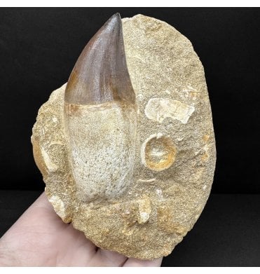 Genuine Cretaceous Mosasaurus Tooth from Morocco (SKU V8864):- Talassotitan atrox