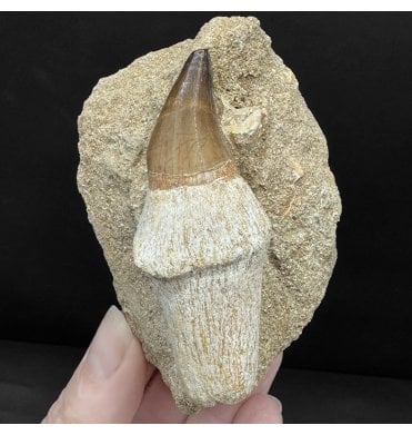 Genuine Cretaceous Mosasaurus Tooth from Morocco (SKU V8867):- Talassotitan atrox