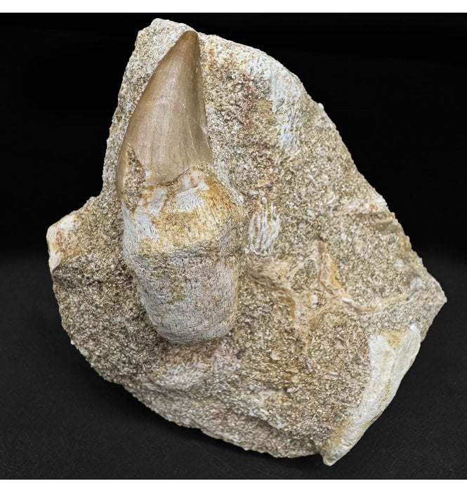 Genuine Cretaceous Mosasaurus Tooth from Morocco (SKU V8903):- Halisaurus arambourgi
