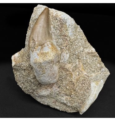 Genuine Cretaceous Mosasaurus Tooth from Morocco (SKU V8903):- Halisaurus arambourgi