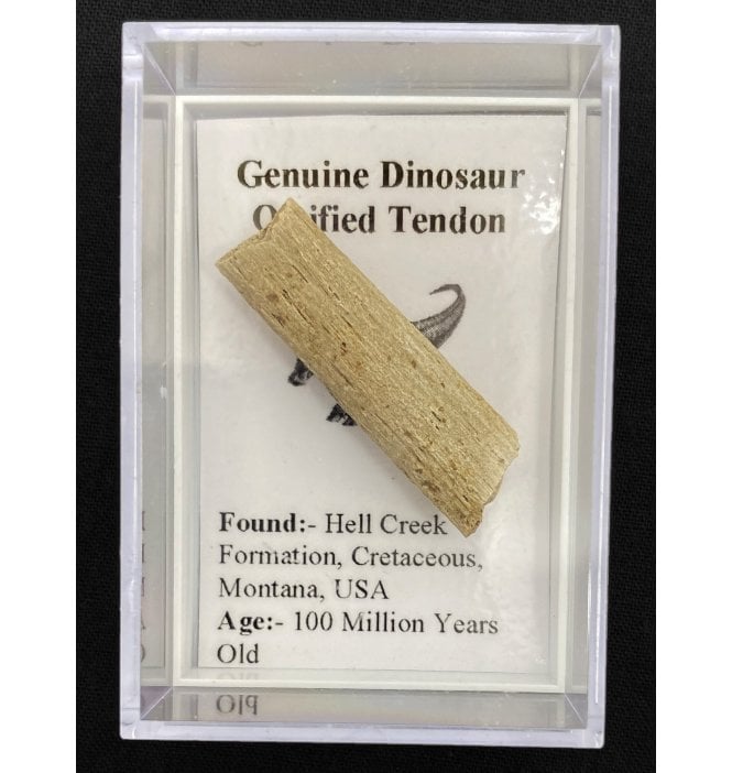 Genuine Dinosaur Ossified Tendon (SKU G71)