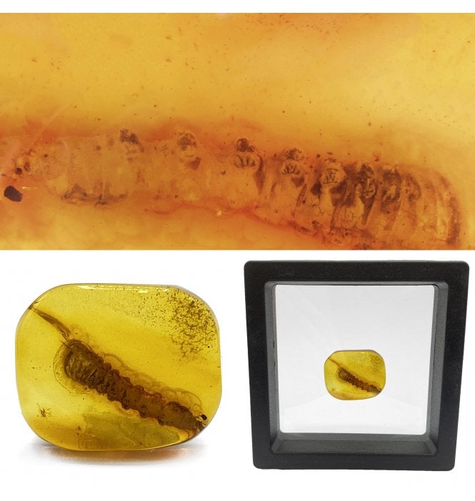 Genuine Eocene Baltic Amber Containing A Larval Insect from Lithuania, Europe (SKU OF2324):- Pupate Larva