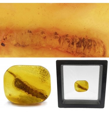 Genuine Eocene Baltic Amber Containing A Larval Insect from Lithuania, Europe (SKU OF2324):- Pupate Larva