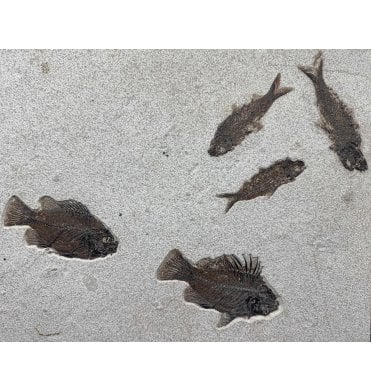 Genuine Eocene Fossil Fish Cluster from Wyoming, USA (SKU V9217):- 2 Cockerellites (Priscacara) liops and 3 Knightia alta