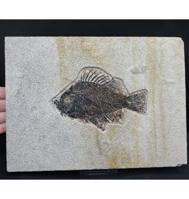 Genuine Eocene Fossil Fish from Wyoming, USA (SKU V8827):- Cockerellites (Priscacara) liops