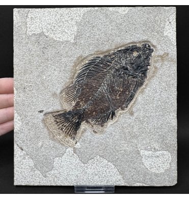 Genuine Eocene Fossil Fish from Wyoming, USA (SKU V9106):- Cockerellites (Priscacara) liops
