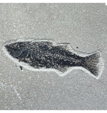 Genuine Eocene Fossil Fish from Wyoming, USA (SKU V9207):- Mioplosus labracoides