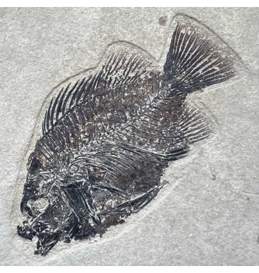 Genuine Eocene Fossil Fish from Wyoming, USA (SKU V9208):- Cockerellites (Priscacara) liops