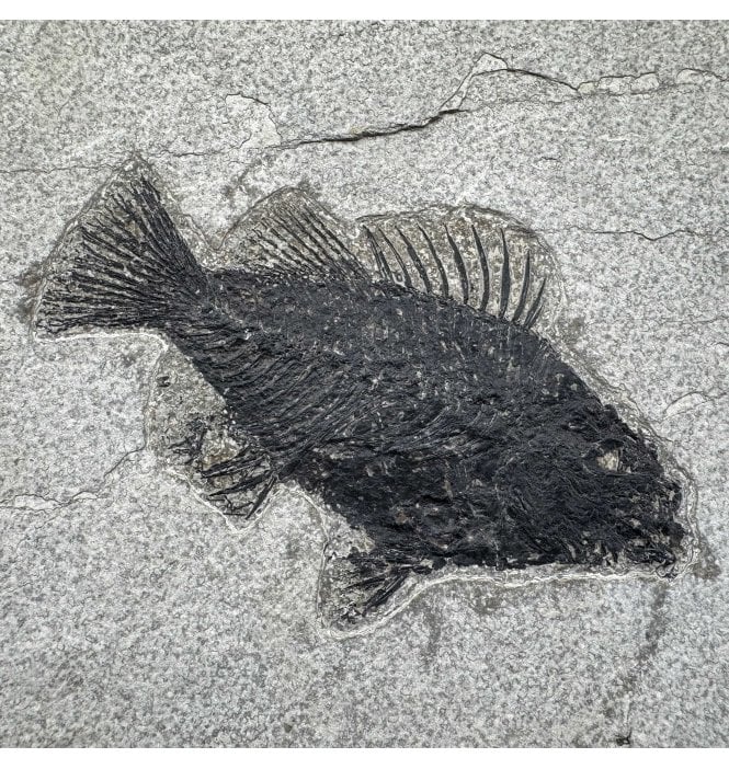 Genuine Eocene Fossil Fish from Wyoming, USA (SKU V9209):- Cockerellites (Priscacara) liops