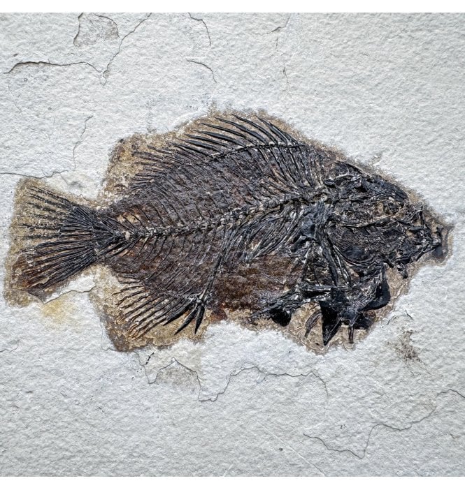 Genuine Eocene Fossil Fish from Wyoming, USA (SKU V9211):- Cockerellites (Priscacara) liops