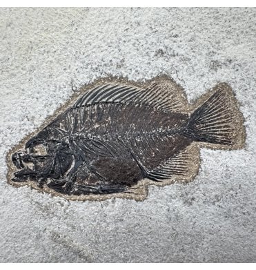 Genuine Eocene Fossil Fish from Wyoming, USA (SKU V9213):- Cockerellites (Priscacara) liops
