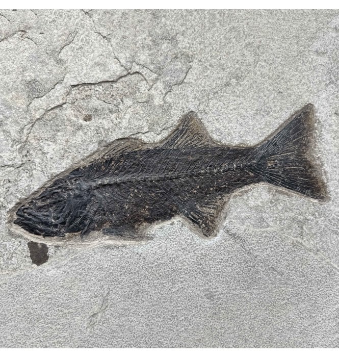 Genuine Eocene Fossil Fish from Wyoming, USA (SKU V9218):- Mioplosus labracoides
