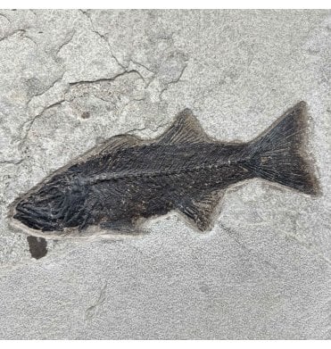 Genuine Eocene Fossil Fish from Wyoming, USA (SKU V9218):- Mioplosus labracoides