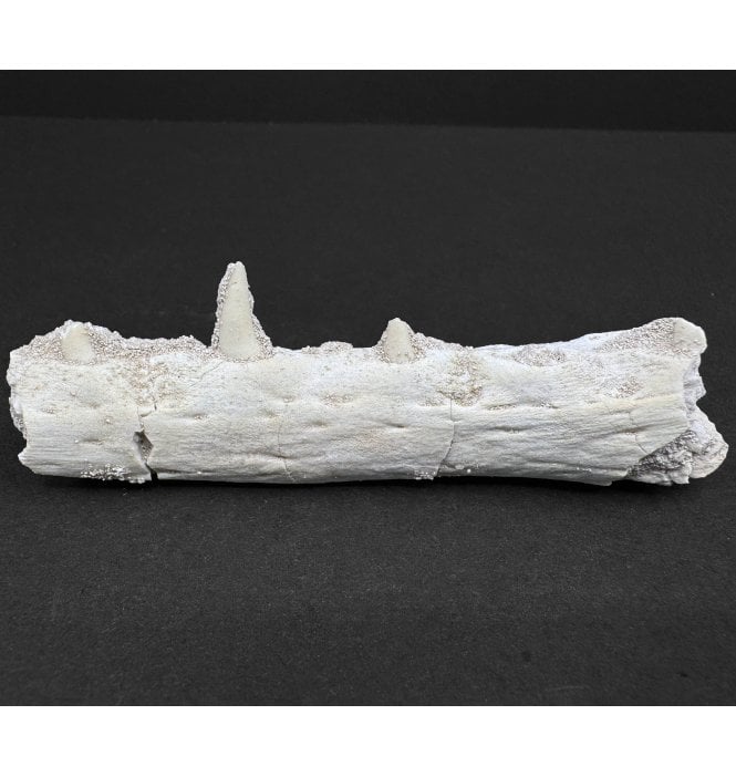 Genuine Juvenile Cretaceous Mosasaurus Partial Jaw from Morocco (SKU V6836):- Halisaurus arambourgi