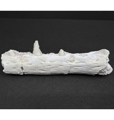 Genuine Juvenile Cretaceous Mosasaurus Partial Jaw from Morocco (SKU V6836):- Halisaurus arambourgi
