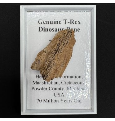 Genuine T-Rex Bone (SKU G50):- Tyrannosaurus rex
