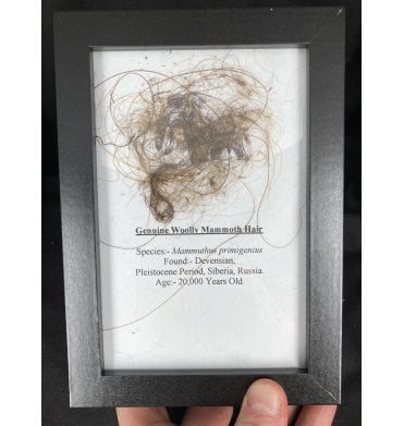 Genuine Woolly Mammoth Hair in a Frame from the Pleistocene Period of Siberia, Russia (SKU G14):- Mammuthus primigenius
