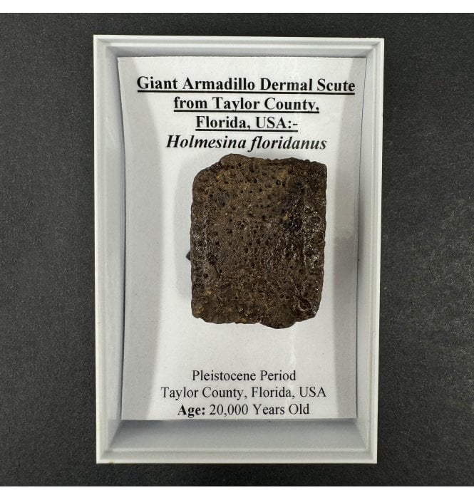 Giant Armadillo Dermal Scute from Taylor County, Florida, USA (SKU G82):- Holmesina floridanus