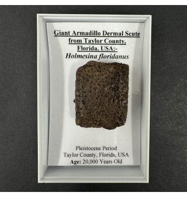 Giant Armadillo Dermal Scute from Taylor County, Florida, USA (SKU G82):- Holmesina floridanus