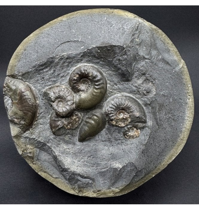 Half Polished Cannonball Upper Lias, Lower Jurassic Ammonite from Sandsend, Whitby, North Yorkshire, England (SKU A5088) AW75:- Eleganticeras elegantulum
