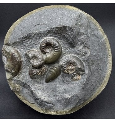 Half Polished Cannonball Upper Lias, Lower Jurassic Ammonite from Sandsend, Whitby, North Yorkshire, England (SKU A5088) AW75:- Eleganticeras elegantulum