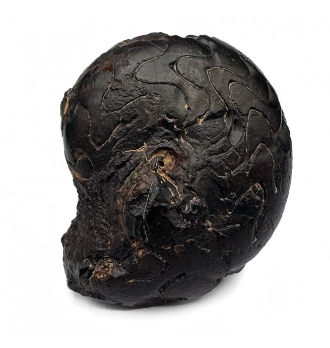 Hematite Replaced Upper Devonian Goniatite from Morocco (SKU OF2823):- Discoclymenia cucullata