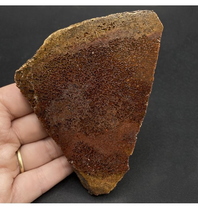 High Grade Agatised Dinosaur “Gem” Bone from the Morrision Formation, Utah, USA (SKU V5795):- Dinosaur “Gem” Bone