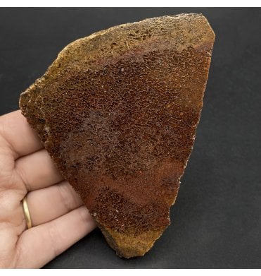 High Grade Agatised Dinosaur “Gem” Bone from the Morrision Formation, Utah, USA (SKU V5795):- Dinosaur “Gem” Bone