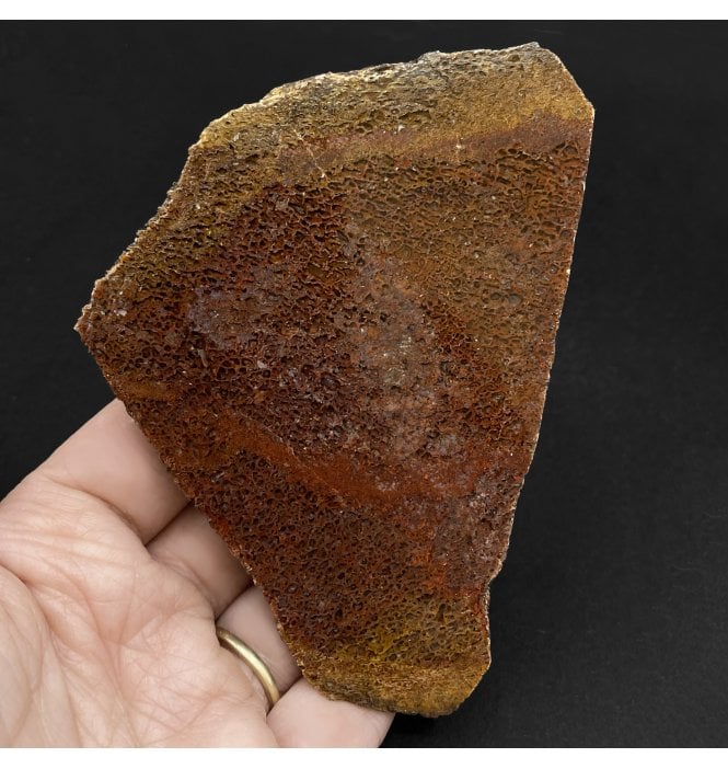 High Grade Agatised Dinosaur “Gem” Bone from the Morrision Formation, Utah, USA (SKU V5796):- Dinosaur “Gem” Bone
