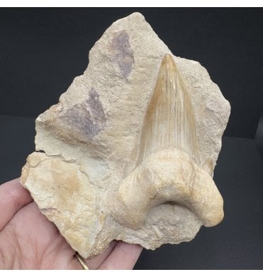 Huge 9.5 cm (3.75 inch) High Quality Eocene Shark Tooth from Morocco (SKU V7308):- Otodus obliquus