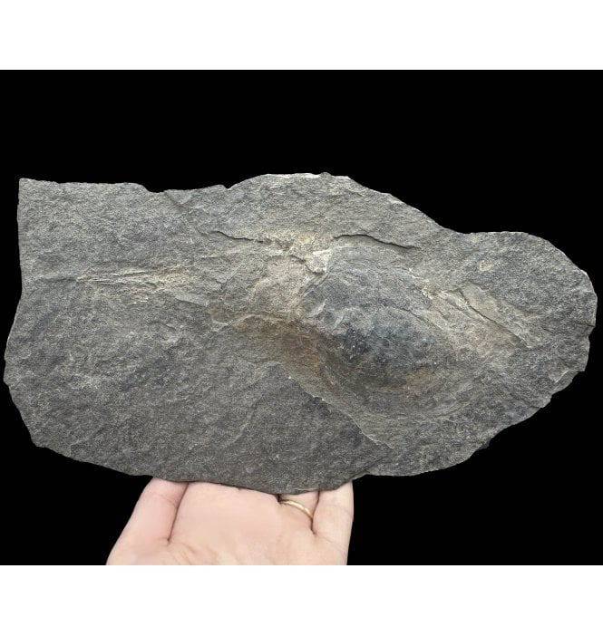 Huge British Silurian Phyllocarid Crustacean (Pod Shrimp) from Scotland (SKU OF3799):- Ceratiocaris cf. papilio