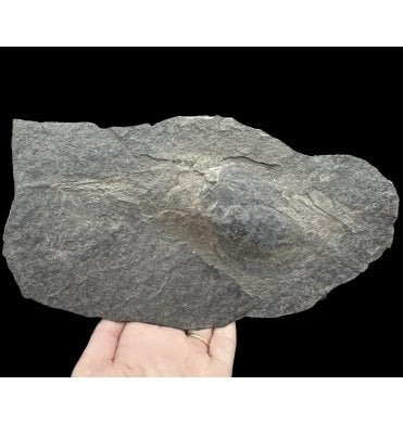 Huge British Silurian Phyllocarid Crustacean (Pod Shrimp) from Scotland (SKU OF3799):- Ceratiocaris cf. papilio
