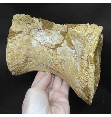 Huge Cretaceous Theropod Dinosaur (Carnosaur) Vertebra from Morocco, USA (SKU V9072):- Carcharodontosaurus sp. indet.