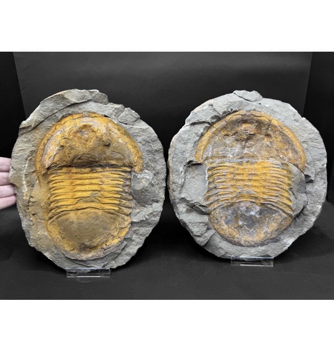 Huge Positive and Negative Lower Ordovician Trilobite from Zagora, Morocco (SKU T1505):- Asaphellus aff. Jujuanus