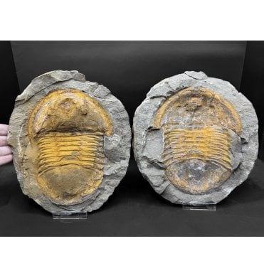 Huge Positive and Negative Lower Ordovician Trilobite from Zagora, Morocco (SKU T1505):- Asaphellus aff. Jujuanus