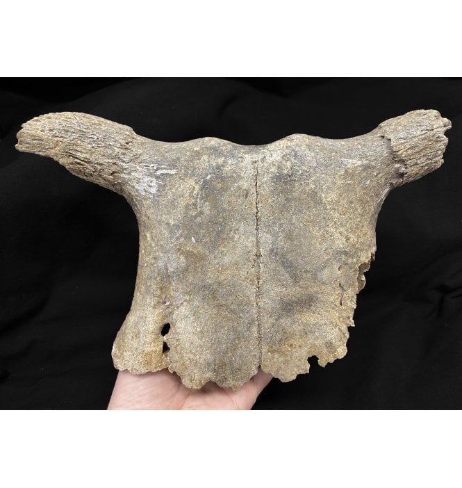 Ice Age Fossil Cow Skull from the Pleistocene of Germany (SKU V4827):- Bos Taurus