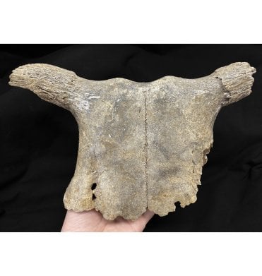 Ice Age Fossil Cow Skull from the Pleistocene of Germany (SKU V4827):- Bos Taurus
