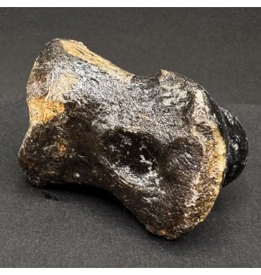 Ice Age Primitive Fossil Horse Toe from the North Sea (SKU V7554):- Equus caballus
